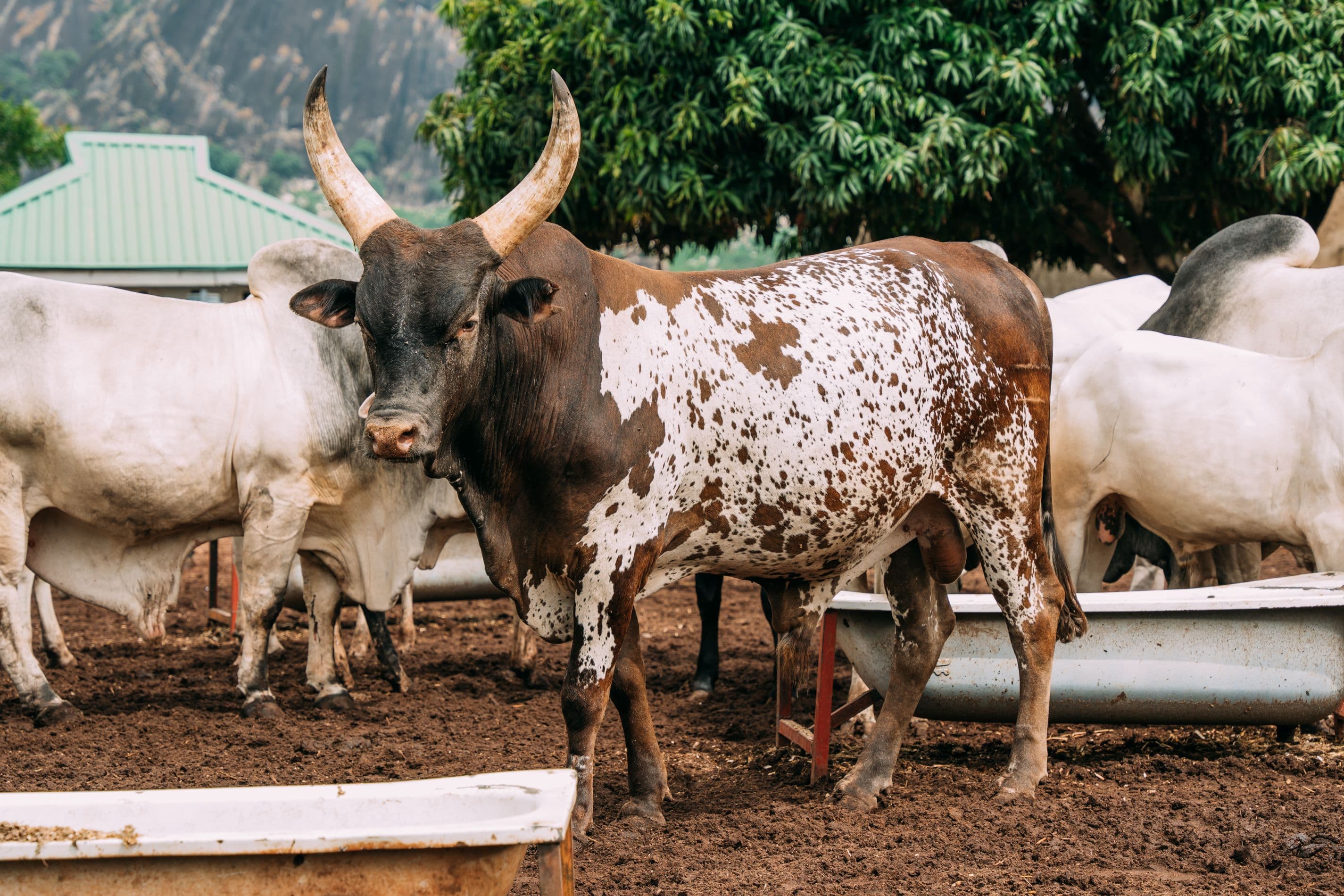Cattle gathered at a livestock feeding area
