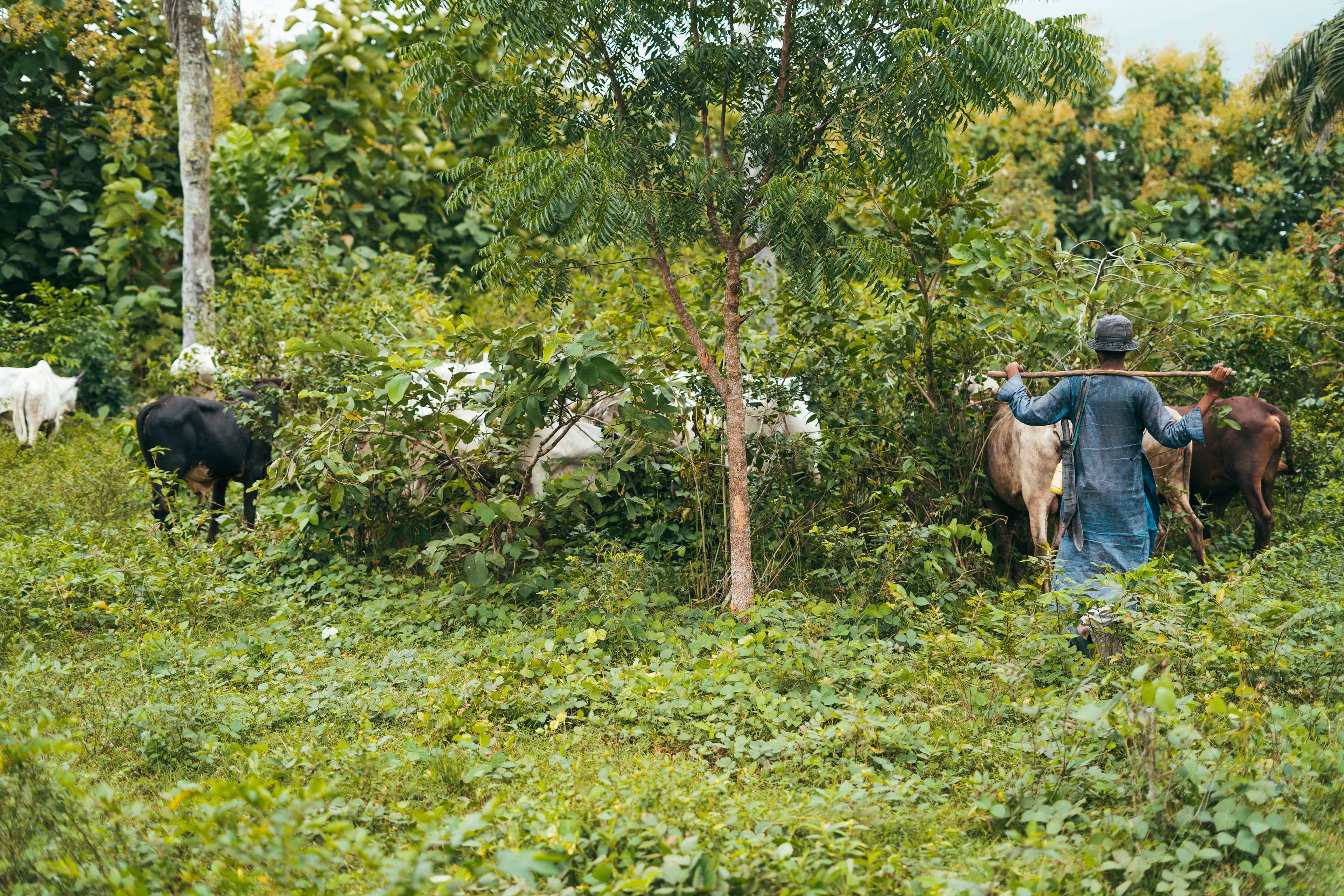 Farmer reaching through leafy orchard trees