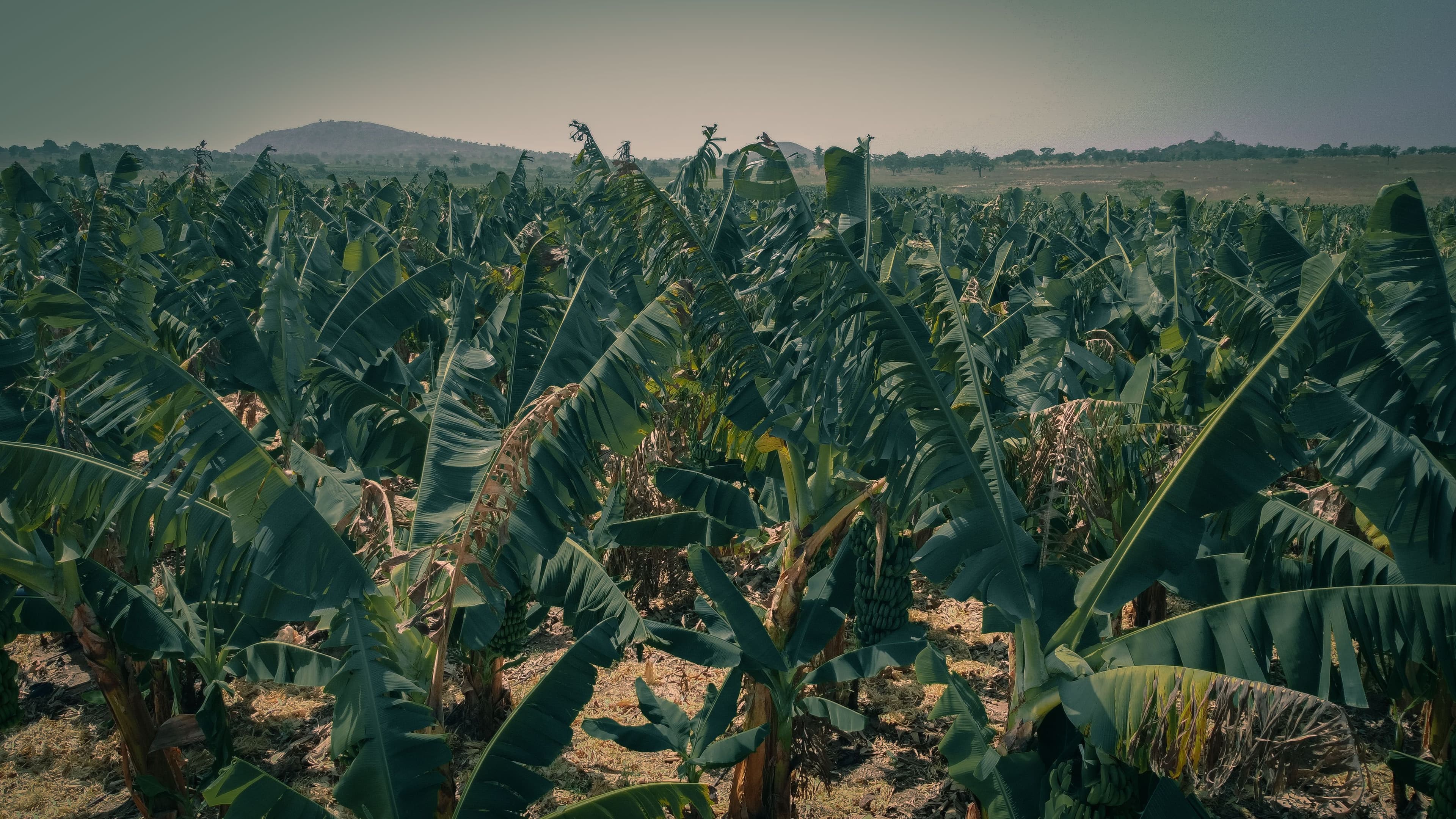 Banana plantation stretching across a cultivated field