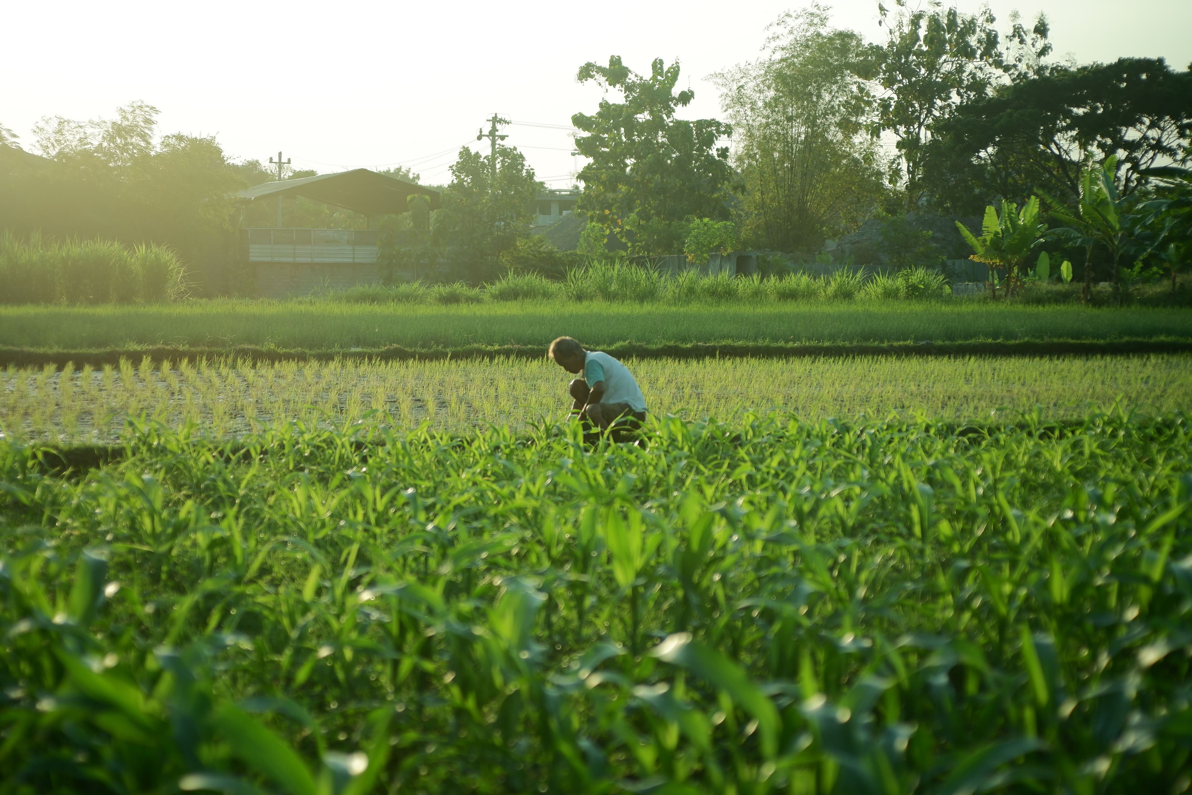 Farmer in a red shirt planting seedlings in sandy soil
