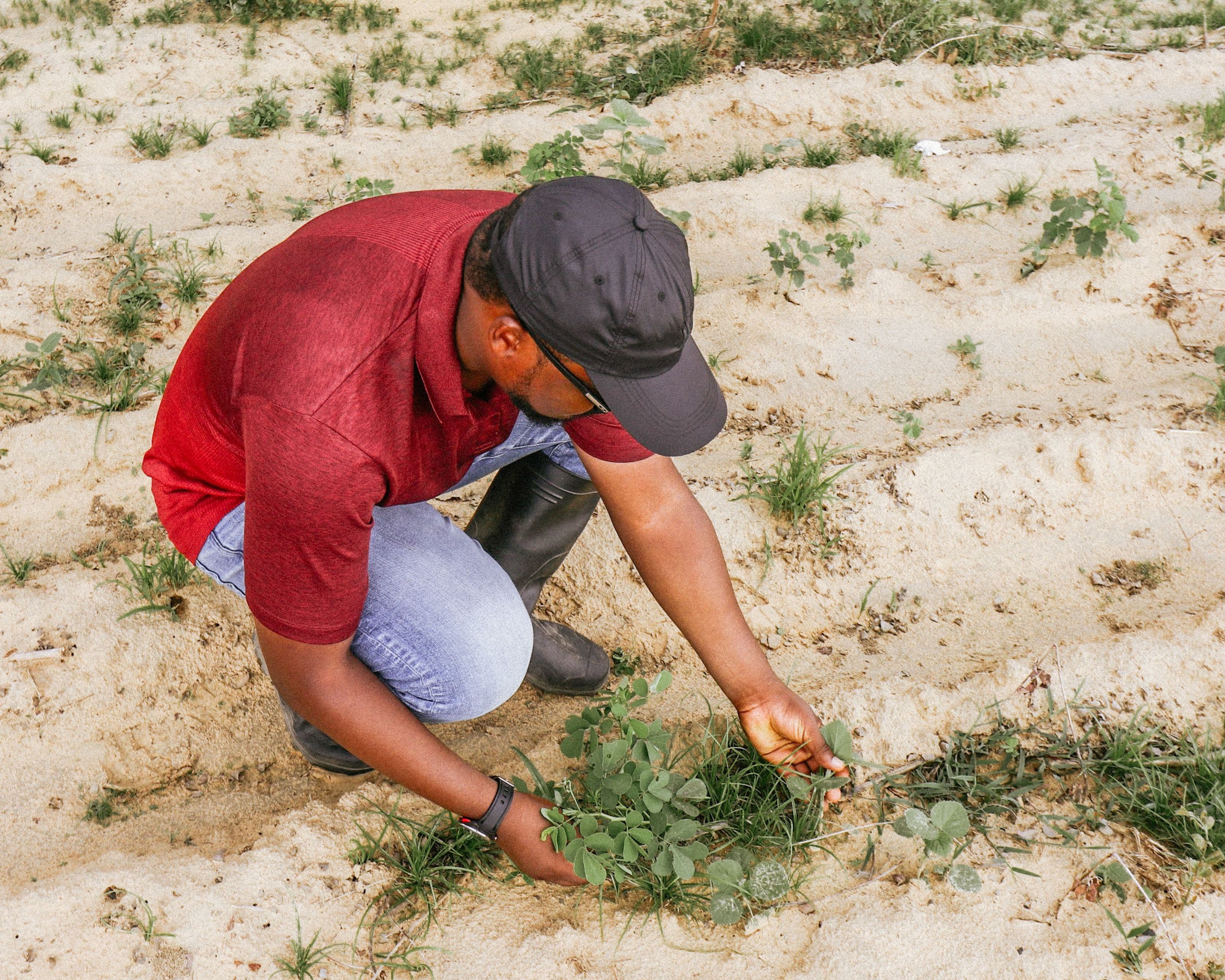 Person standing beside cultivated rows in a green rice field
